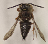  (Coelioxys MEX1 - CCDB-22009 A04)  @14 [ ] CreativeCommons - Attribution (2015) Laurence Packer York University
