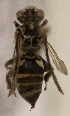  (Leiopodus LP2014 - CCDB-22009 B06)  @11 [ ] CreativeCommons - Attribution (2015) Laurence Packer York University