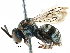  (Lasioglossum spX - CCDB-22009 C11)  @11 [ ] CreativeCommons - Attribution (2016) CBG Photography Group Centre for Biodiversity Genomics