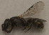  (Chilicola neffi - CCDB-22009 D12)  @12 [ ] CreativeCommons - Attribution (2015) Laurence Packer York University