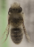  (Colletes flavipilosus - CCDB-22009 H05)  @13 [ ] CreativeCommons - Attribution (2015) Laurence Packer York University