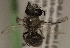  (Colletes sp. chi 5 - CCDB-22009 H06)  @11 [ ] CreativeCommons - Attribution (2015) Laurence Packer York University