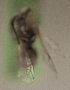  ( - CCDB-22015 D01)  @12 [ ] CreativeCommons - Attribution (2015) Laurence Packer York University