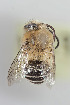  (Xanthocotelles adesmiae - CCDB-30385 D01)  @13 [ ] CreativeCommons - Attribution (2017) Laurence Packer York University