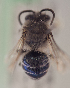  (Colletes cyaneus - CCDB-30344 E03)  @14 [ ] CreativeCommons - Attribution (2015) Laurence Packer York University