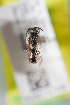  (Atoposmia copelandica - CCDB-28237 E10)  @13 [ ] CreativeCommons - Attribution (2015) Laurence Packer York University