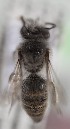  (Colletes atacamensis 2 - CCDB-22014 F12)  @13 [ ] CreativeCommons - Attribution (2015) Laurence Packer York University