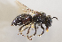  (Colletes eous - CCDB-30345 G03)  @11 [ ] CreativeCommons - Attribution (2016) Laurence Packer York University