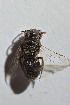  ( - CCDB-30385 G04)  @11 [ ] CreativeCommons - Attribution (2017) Laurence Packer York University