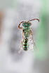  (Caenohalictus spp - CCDB-28237 G10)  @11 [ ] CreativeCommons - Attribution (2015) Laurence Packer York University