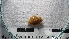  (Priene - COI_S18)  @11 [ ] CreativeCommons  Attribution (by (2023) Unspecified Pontificia Uiversidad Catolica de Chile, Nucleo Milenio for Temperate Mesophotic Reefs