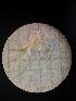  (Nymphon subtile - 17003a_85-3)  @11 [ ] nrr (2207) Unspecified National University of Ireland, Galway