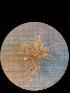  (Nymphon bouvieri - JR15005_0279a)  @11 [ ] nrr (2020) Unspecified National University of Ireland, Galway