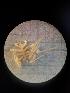  (Nymphon inornatum - JR15005_1508_06)  @11 [ ] nrr (2020) Unspecified National University of Ireland, Galway