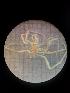  (Nymphon eltaninae - JR15005_2462_02a)  @11 [ ] nrr (2020) Unspecified National University of Ireland, Galway