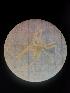  (Nymphon australe - JR275_1166.2a)  @11 [ ] nrr (2027) Unspecified National University of Ireland, Galway