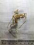  (Nymphon cf. unguiculatum - JR275_1358.1)  @11 [ ] nrr (2052) Unspecified National University of Ireland, Galway