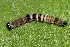  ( - NUMCATCR0480)  @12 [ ] CreativeCommons - Attribution Non-Commercial Share-Alike (2016) C. Redmond Czech Academy of Sciences