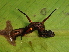  ( - NUMCATCR0017)  @12 [ ] CreativeCommons - Attribution Non-Commercial Share-Alike (2016) C. Redmond Czech Academy of Sciences