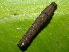  ( - NUMCATCR0053)  @11 [ ] CreativeCommons - Attribution Non-Commercial Share-Alike (2016) C. Redmond Czech Academy of Sciences