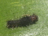 ( - NUMCATCR0425)  @12 [ ] CreativeCommons - Attribution Non-Commercial Share-Alike (2016) C. Redmond Czech Academy of Sciences