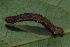  ( - NUMCATCR0383)  @12 [ ] CreativeCommons - Attribution Non-Commercial Share-Alike (2016) C. Redmond Czech Academy of Sciences
