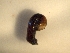  (Imma sp. ADB6636 - NUMCATCR0582)  @11 [ ] CreativeCommons - Attribution Non-Commercial Share-Alike (2018) M. Libra Czech Academy of Sciences
