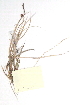  (Carex rotundata - CCDB-23951-A02)  @11 [ ] CreativeCommons - Attribution (2015) CBG Photography Group Centre for Biodiversity Genomics