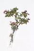 ( - CCDB-23951-A11)  @11 [ ] CreativeCommons - Attribution (2015) CBG Photography Group Centre for Biodiversity Genomics
