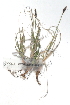  ( - CCDB-23966-A09)  @11 [ ] CreativeCommons - Attribution (2015) CBG Photography Group Centre for Biodiversity Genomics