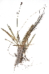  ( - CCDB-23966-H06)  @11 [ ] CreativeCommons - Attribution (2015) CBG Photography Group Centre for Biodiversity Genomics