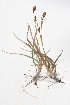  ( - CCDB-24807-E04)  @11 [ ] CreativeCommons - Attribution (2015) CBG Photography Group Centre for Biodiversity Genomics