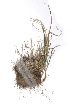  ( - CCDB-24807-E07)  @11 [ ] CreativeCommons - Attribution (2015) CBG Photography Group Centre for Biodiversity Genomics