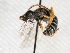  ( - MACN-En 33002)  @11 [ ] Copyright (2019) MACN Museo Argentino de Ciencias Naturales "Bernardino Rivadavia"