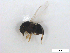  ( - BIOUG01375-C01)  @12 [ ] CreativeCommons - Attribution (2011) CBG Photography Group Centre for Biodiversity Genomics