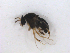  ( - BIOUG01375-G10)  @12 [ ] CreativeCommons - Attribution (2011) CBG Photography Group Centre for Biodiversity Genomics