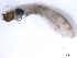  ( - BIOUG01378-A04)  @12 [ ] CreativeCommons - Attribution (2011) CBG Photography Group Centre for Biodiversity Genomics