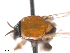  ( - BIOUG01380-H06)  @11 [ ] CreativeCommons - Attribution (2011) CBG Photography Group Centre for Biodiversity Genomics