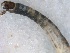  ( - LMHT-00091)  @12 [ ] CreativeCommons - Attribution (2011) CBG Photography Group Centre for Biodiversity Genomics
