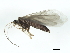  (Glossosoma intermedium - 09TECAD-023)  @14 [ ] CreativeCommons - Attribution (2010) Unspecified Centre for Biodiversity Genomics