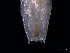  ( - KB2Hap017)  @11 [ ] CreativeCommons  Attribution (by) (2021) Charlotte Mathiebe, Henry Knauber, Torben Riehl Senckenberg Research Institute and Natural History Museum, Frankfurt am Main
