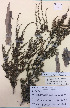  (Kunzea serotina - NZANG012)  @11 [ ] Copyright (2016) CEC Gemmill University of Waikato