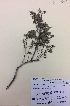  (Kunzea sinclairii - NZANG013)  @11 [ ] Copyright (2016) CEC Gemmill University of Waikato