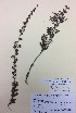  (Kunzea tenuicaulis - NZANG014)  @11 [ ] Copyright (2016) CEC Gemmill University of Waikato