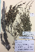 (Kunzea amanthicola - NZANG017)  @11 [ ] Copyright (2016) CEC Gemmill University of Waikato