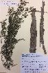  (Kunzea ericoides var. ericoides - NZANG019)  @11 [ ] Copyright (2016) CEC Gemmill University of Waikato