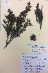  (Kunzea linearis - NZANG020)  @11 [ ] Copyright (2016) CEC Gemmill University of Waikato