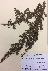 (Leptospermum glabrescens - NZANG025)  @11 [ ] Copyright (2016) CEC Gemmill University of Waikato