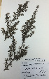  ( - NZANG026)  @11 [ ] Copyright (2016) CEC Gemmill University of Waikato