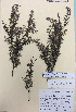 (Leptospermum scoparium aff scoparium - NZANG027)  @11 [ ] Copyright (2016) CEC Gemmill University of Waikato